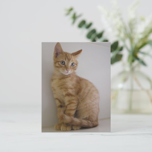 Carte Postale Arachide (Debout devant)