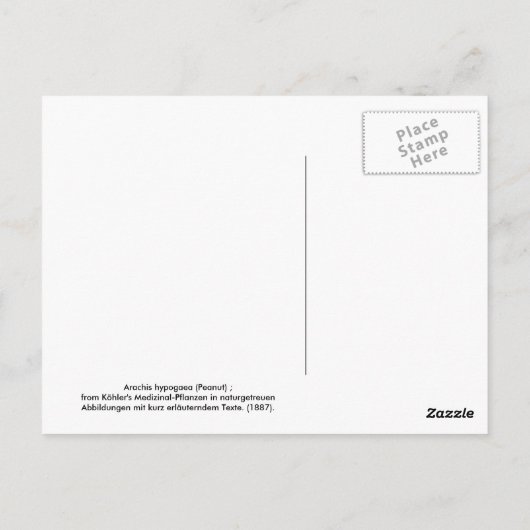 Carte Postale Arachis hypogaea (Arachide) (Dos)