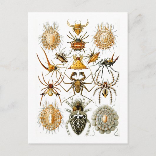 Carte Postale Arachnida (Araignées) Ernst Haeckel Fine Art (Devant)