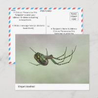 Arachnide élégant - Poster de tisserand artistique