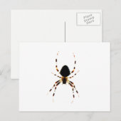 Carte Postale Araignée (Devant / Derrière)
