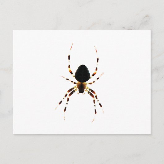 Carte Postale Araignée (Devant)