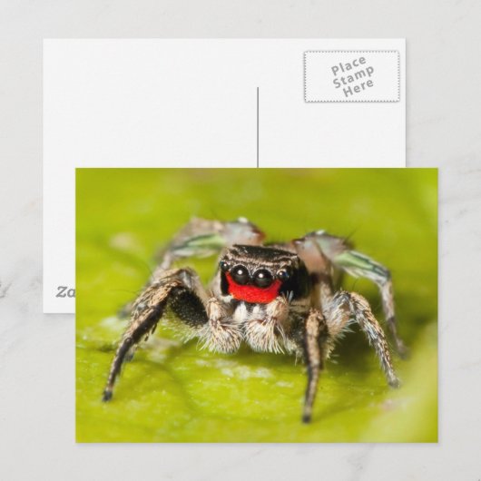 Carte Postale Araignée (Devant / Derrière)