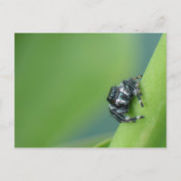 Carte postale Araignée