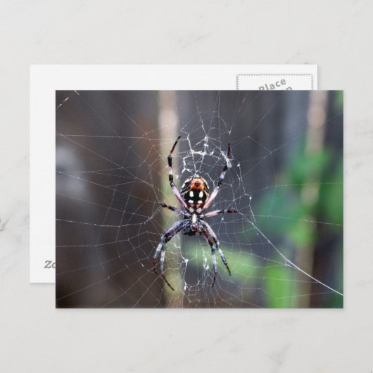 Carte Postale araignée (Devant / Derrière)