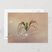 Carte Postale Araignée (Devant / Derrière)