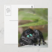Carte Postale Araignée ! (Devant / Derrière)