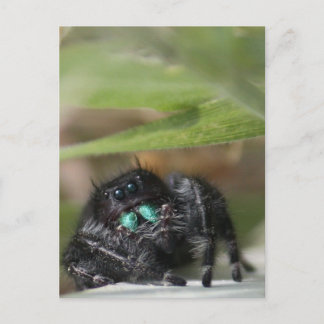 Carte Postale Araignée !