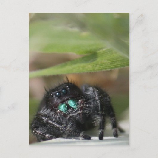 Carte Postale Araignée ! (Devant)