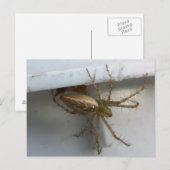 Carte Postale Araignée 1 - educatedbrainfart (Devant / Derrière)