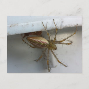 Carte Postale Araignée 1 - educatedbrainfart