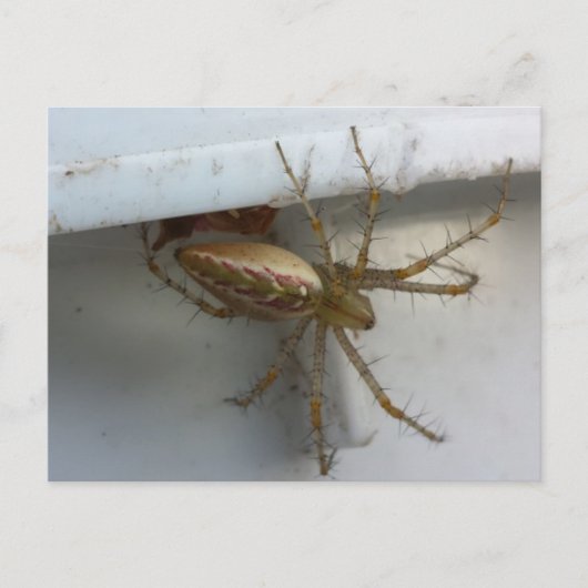 Carte Postale Araignée 1 - educatedbrainfart (Devant)