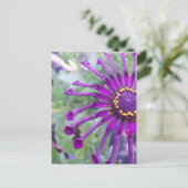 Carte Postale Araignée à fleurs violet (Debout devant)