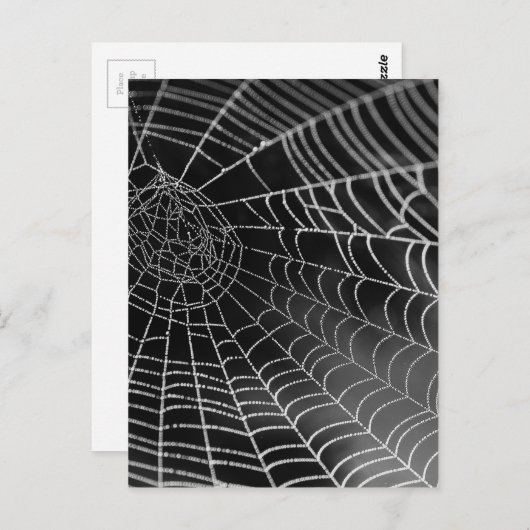 Carte Postale Araignée avec perles d'eau (Devant / Derrière)