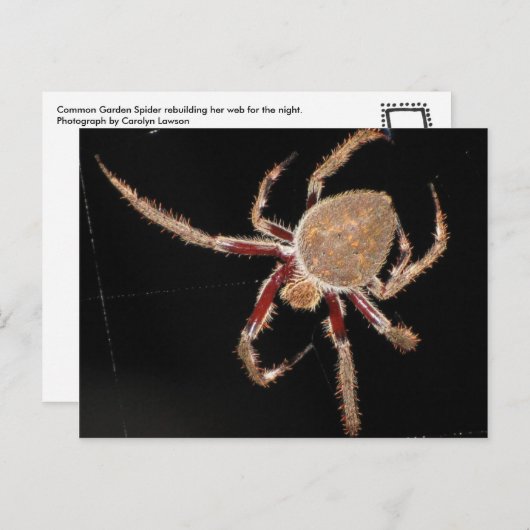 Carte Postale Araignée commune (Devant / Derrière)