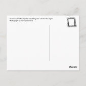 Carte Postale Araignée commune (Dos)