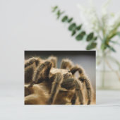 Carte Postale Araignée contemplative - Tarantula Art Image 8 (Debout devant)