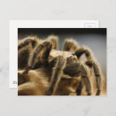 Carte Postale Araignée contemplative - Tarantula Art Image 8 (Devant / Derrière)