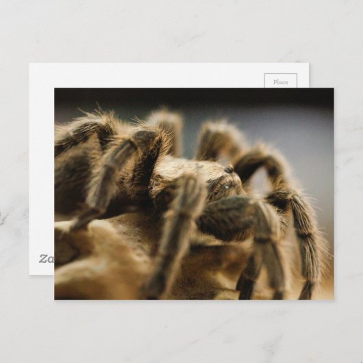 Carte Postale Araignée contemplative - Tarantula Art Image 8 (Devant / Derrière)