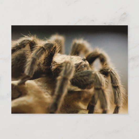 Carte Postale Araignée contemplative - Tarantula Art Image 8 (Devant)