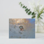 Carte Postale Araignée dans le Web (Debout devant)