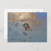 Carte Postale Araignée dans le Web (Devant / Derrière)