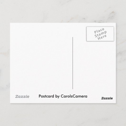 Carte Postale Araignée dans le Web (Dos)