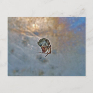 Carte Postale Araignée dans le Web