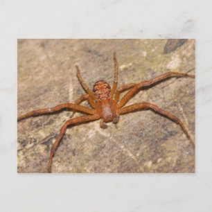 Carte Postale Araignée de crabe.