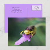 Carte Postale Araignée de crabe à fleurs (Devant / Derrière)