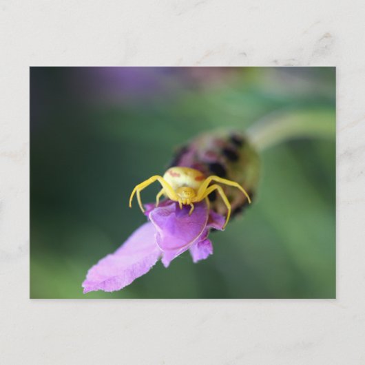 Carte Postale Araignée de crabe à fleurs (Devant)