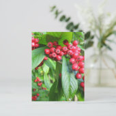 Carte Postale Araignée De Flamme Dans Valley Gardens Park (Debout devant)