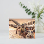 Carte Postale Araignée de loup (Debout devant)