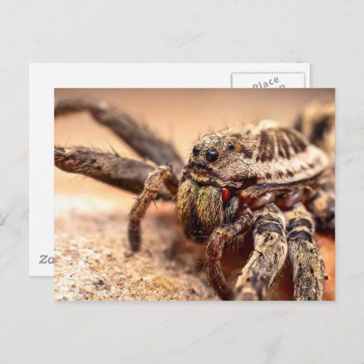 Carte Postale Araignée de loup (Devant / Derrière)