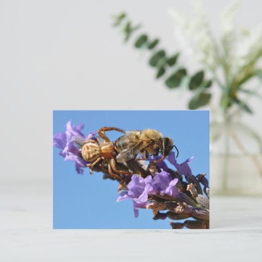 Carte Postale Araignée de mer mangeant une abeille (Debout devant)