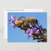 Carte Postale Araignée de mer mangeant une abeille (Devant / Derrière)