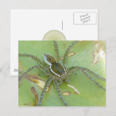 Carte postale Araignée de pêche à six points (Devant / Derrière)