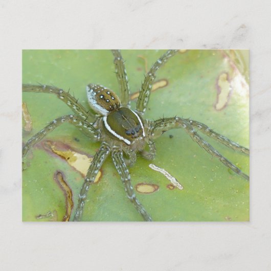 Carte postale Araignée de pêche à six points (Devant)