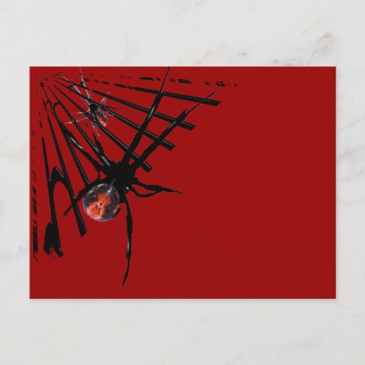 Carte Postale Araignée de Redback (Devant)