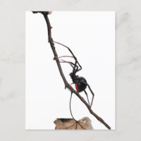 Araignée de veuve noire, Gothique, Nature, Arachno
