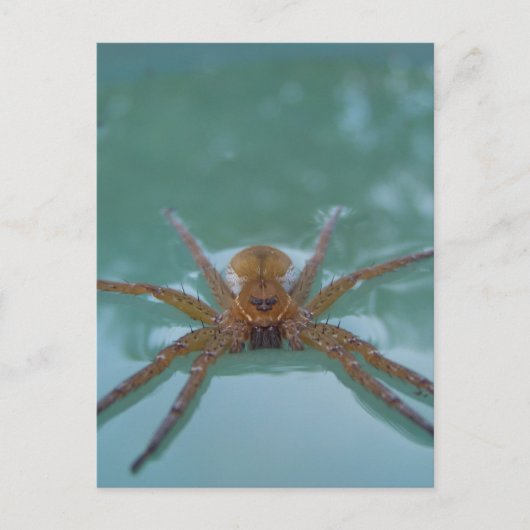 Carte Postale Araignée d'eau (Devant)