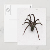 Carte Postale Araignée déplaisante (Devant / Derrière)