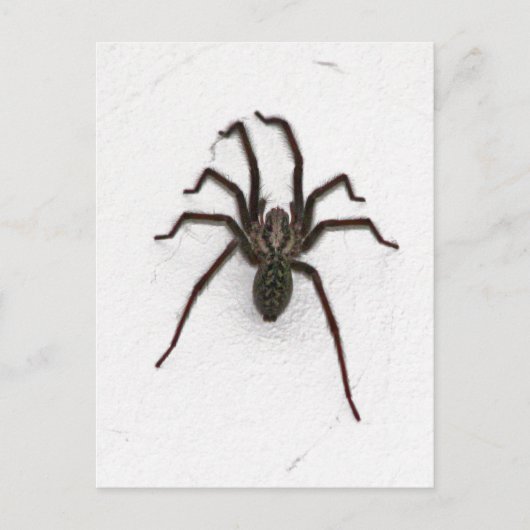 Carte Postale Araignée déplaisante (Devant)