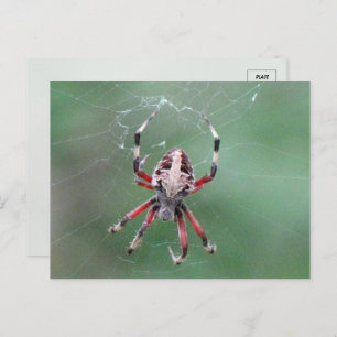 Carte postale Araignée d'orbweaver tacheté