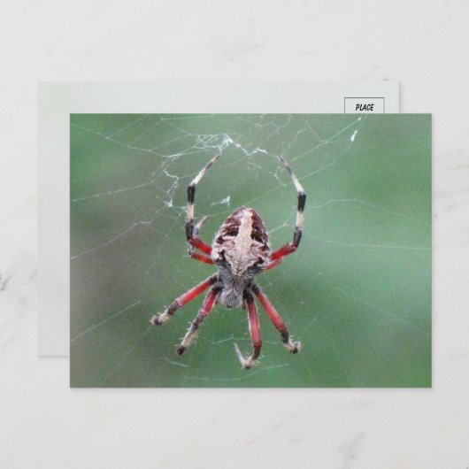 Carte postale Araignée d'orbweaver tacheté (Devant / Derrière)
