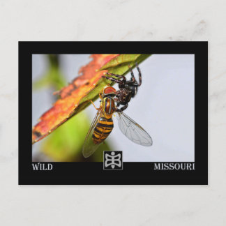 Carte Postale Araignée du Missouri avec Prey.