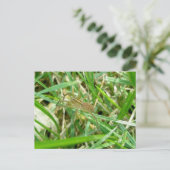 Carte Postale Araignée errante dans l'herbe (Debout devant)