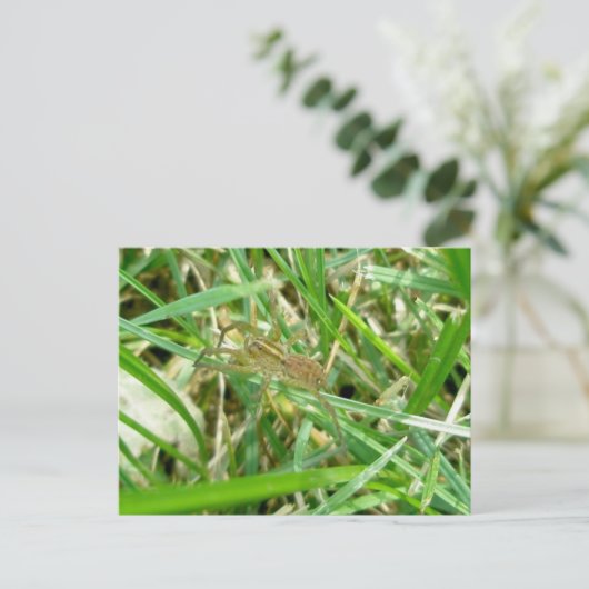 Carte Postale Araignée errante dans l'herbe (Debout devant)