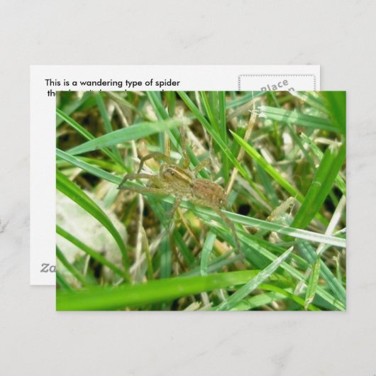 Carte Postale Araignée errante dans l'herbe (Devant / Derrière)