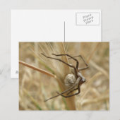 Carte postale Araignée et Oeuf Sac (Devant / Derrière)